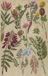 Flore alpine